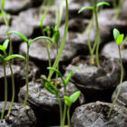 plant one see every day