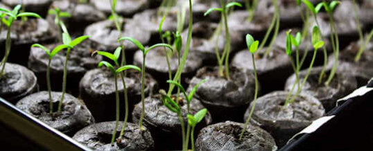 Plant One Seed a Day to Grow Your Practice